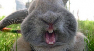 Proč králík kouše - jak zabránit agresi z jeho strany?